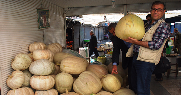 Bal kabağı piyasada