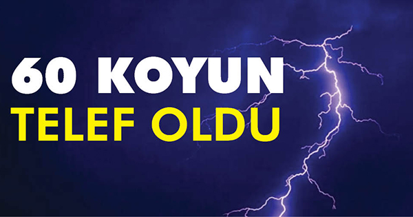 60 KOYUN TELEF OLDU