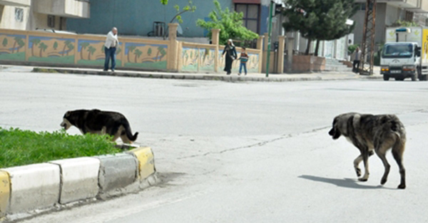 Vatandaşlardan çağrı; â€œhayvan barınağı yapılsınâ€