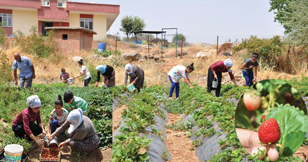 Son çilekler