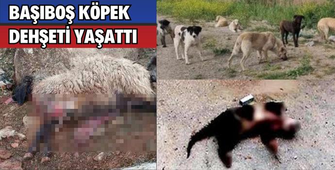 BAŞIBOŞ KÖPEK DEHŞETİ