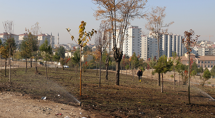 Belediye 14 bin ağaç dikti