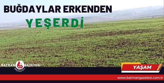 BUĞDAYLAR ERKENDEN YEŞERDİ!