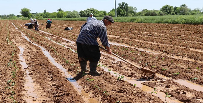 ÇİFTÇİ KAYIT SİSTEMİ BAŞVURULARINDA SON GÜN