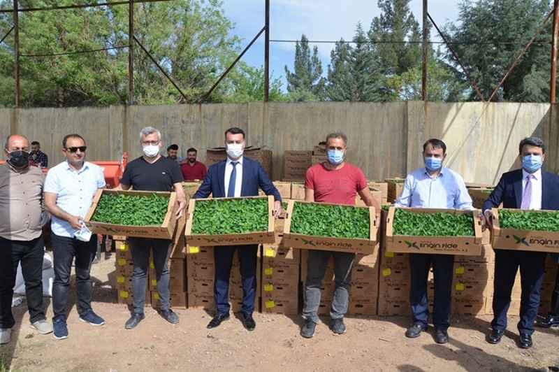 Çiftçilere kapya biber fidesi ve susam tohumu dağıtımı yapıldı