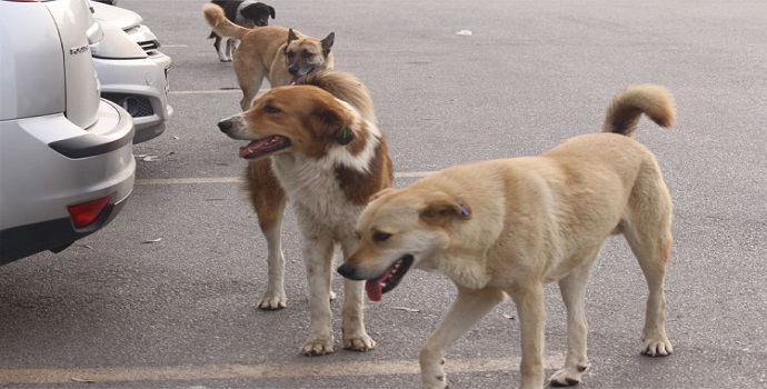 ÇOCUĞA KÖPEK SALDIRDI