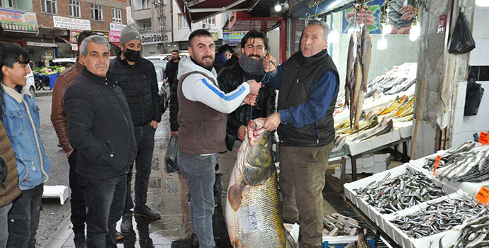 Devasa balık ilgi odağı oldu