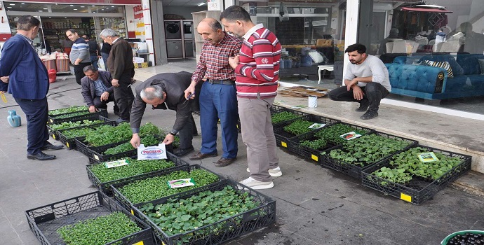 FİDE SATIŞLARI BAŞLADI