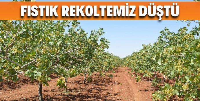 FISTIK REKOLTEMİZ DÜŞTÜ