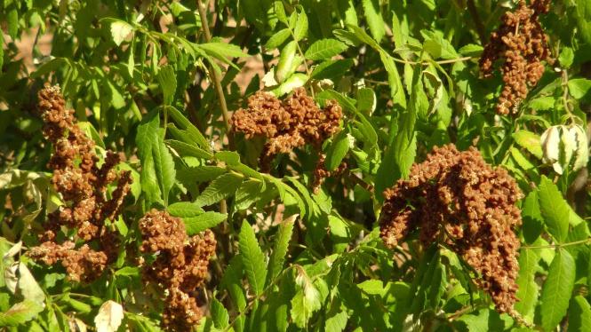 GERCÜŞ'TE SUMAK HASADI BAŞLADI