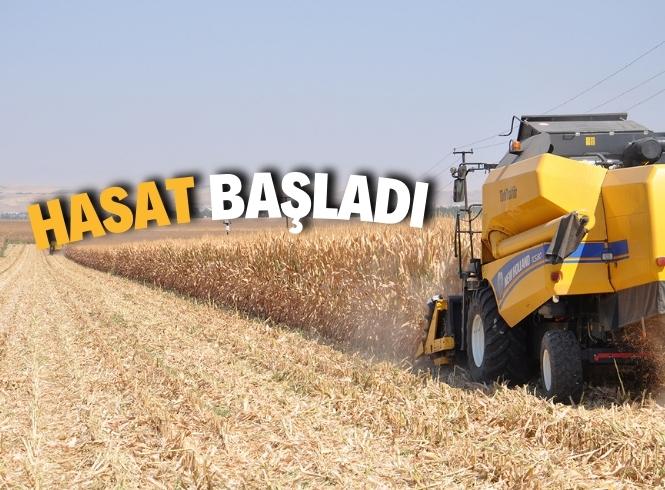 Hasat başladı, çiftçi şikayetçi!