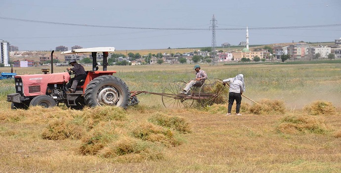 HASAT DÖNEMİ BAŞLADI