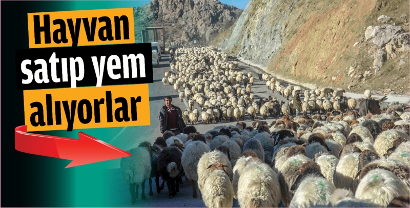 Hayvan satıp yem alıyorlar