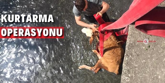 İLUH DERESİ'NDE KURTARMA OPERASYONU