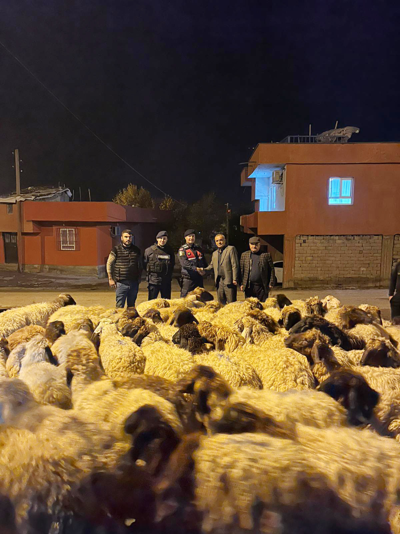 KÖYDE ÇALINAN KOYUNLAR BATMAN'DA BULUNDU