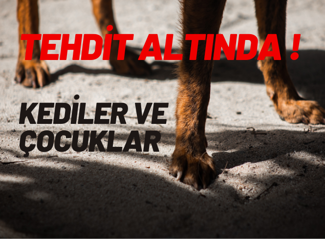 KÜLTÜR MAHALLESİ’NDE BAŞIBOŞ KÖPEK TEHLİKESİ