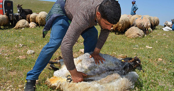 Koyun kırkma dönemi başladı