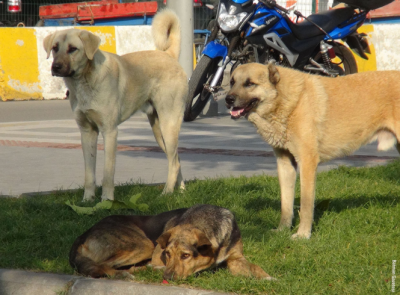 AV. ÖZDEMİR:  BAŞKANLAR HAPİS CEZASI ALACAK