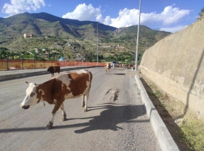 BAŞIBOŞ İNEKLER ZOR ANLAR YAŞATIYOR