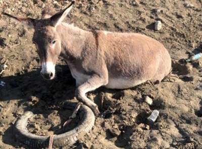 Bataklığa saplanan eşeği AFAD ekibi kurtardı