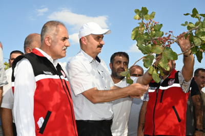 BEŞİRİ'DE FISTIK HASADI YAPILDI