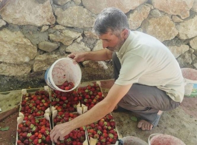 Çilek’te maliyetlerden nasibini aldı