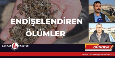 ENDİŞELENDİREN ÖLÜMLER!

