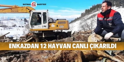 ENKAZDAN 12 HAYVAN CANLI ÇIKARILDI