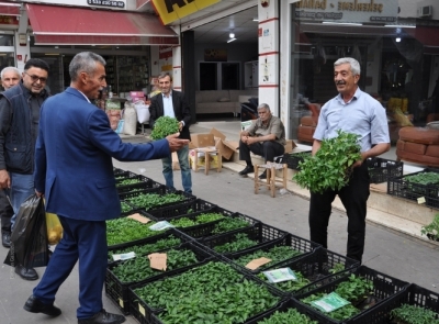 FİDE SATIŞLARINDA YOĞUN İLGİ