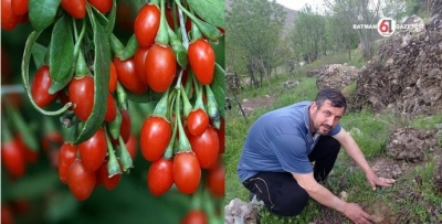 ‘GOJİ BERRY’ ZAMANI