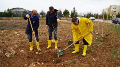 ZİVZİK NARI FİDANLARI TOPRAKLA BULUŞTU