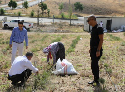 HASANKEYF’TE LAVANTA HASADI