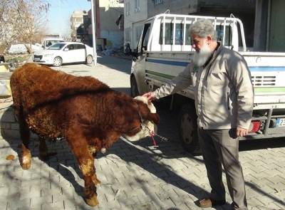 Hayırsever Kadından Gazze'ye Dana Bağışı