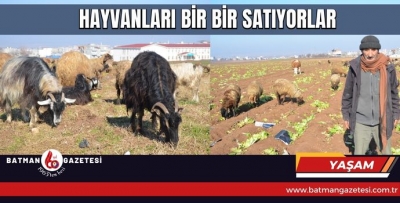 HAYVANLARI BİR BİR SATIYORLAR