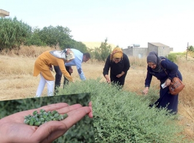 'Kapari' kadınların geçim kaynağı oldu