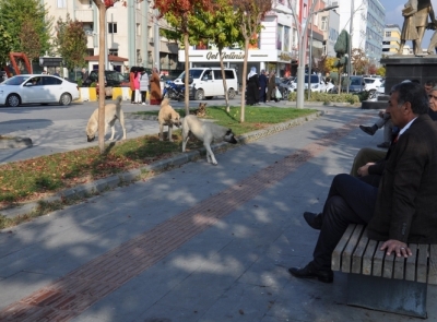 KÖPEK SALDIRILARINA KARŞI DİKKAT