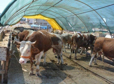 KURBAN SEÇERKEN BUNLARA DİKKAT EDİN