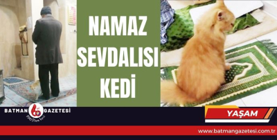 NAMAZ SEVDALISI KEDİ