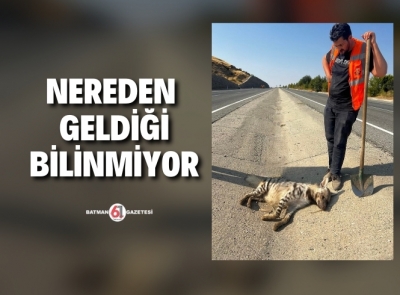 Nesli tükenmekte olan ‘çizgili sırtlan’ ölü bulundu