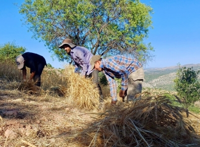 ORAKLA BUĞDAY HASADI BAŞLADI