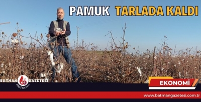 PAMUK TARLADA KALDI