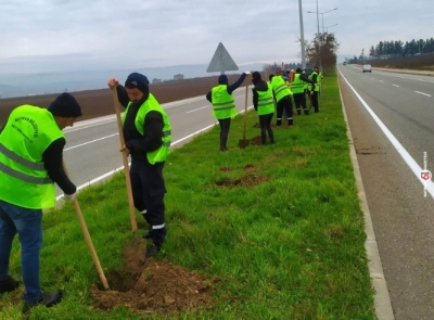 Refüjlere ağaçlandırma devam ediyor