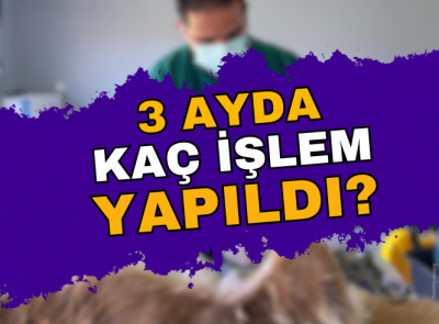 SAHİPSİZ HAYVANLAR TEDAVİ EDİLİYOR