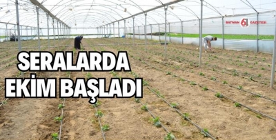 SALATALIK EKİMİ BAŞLADI