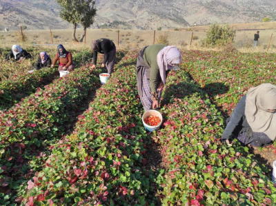 SASON'DA ÇİLEK SEZONUNUN SON DURAĞI