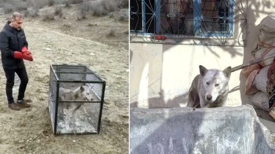 Şehre İnen Sibirya Kurdu Yakalandı!