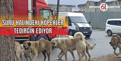 SÜRÜ HALİNDEKİ KÖPEKLER TEDİRGİN EDİYOR