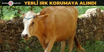 YERLİ IRK KORUMAYA ALINDI