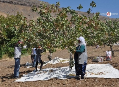 Yeşil altın’da düşüş